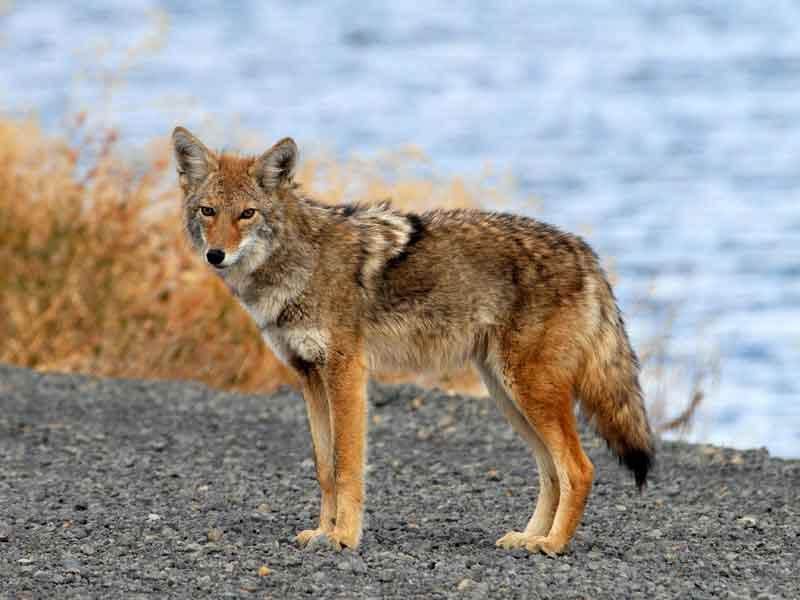 Diferencia entre Coyote y Fox (con tabla)