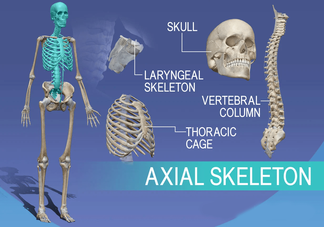 Esqueleto axial