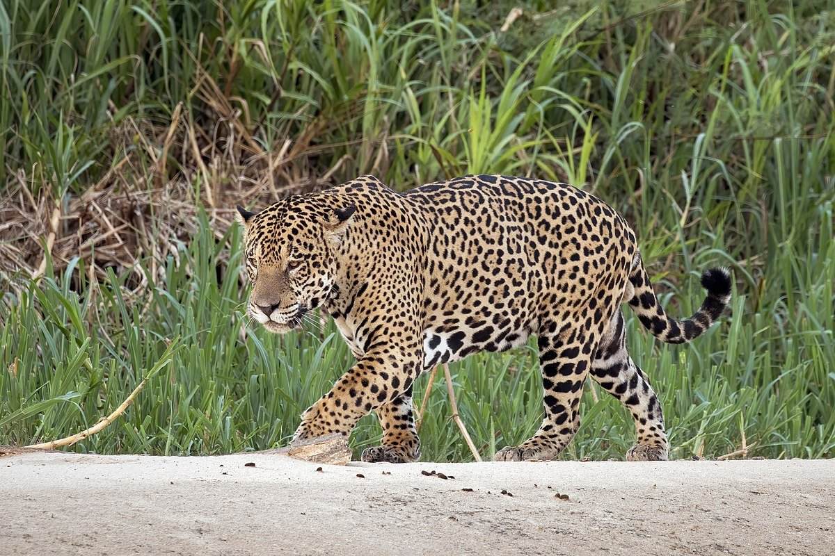 Diferencia entre jaguar y leopardo (con tabla)