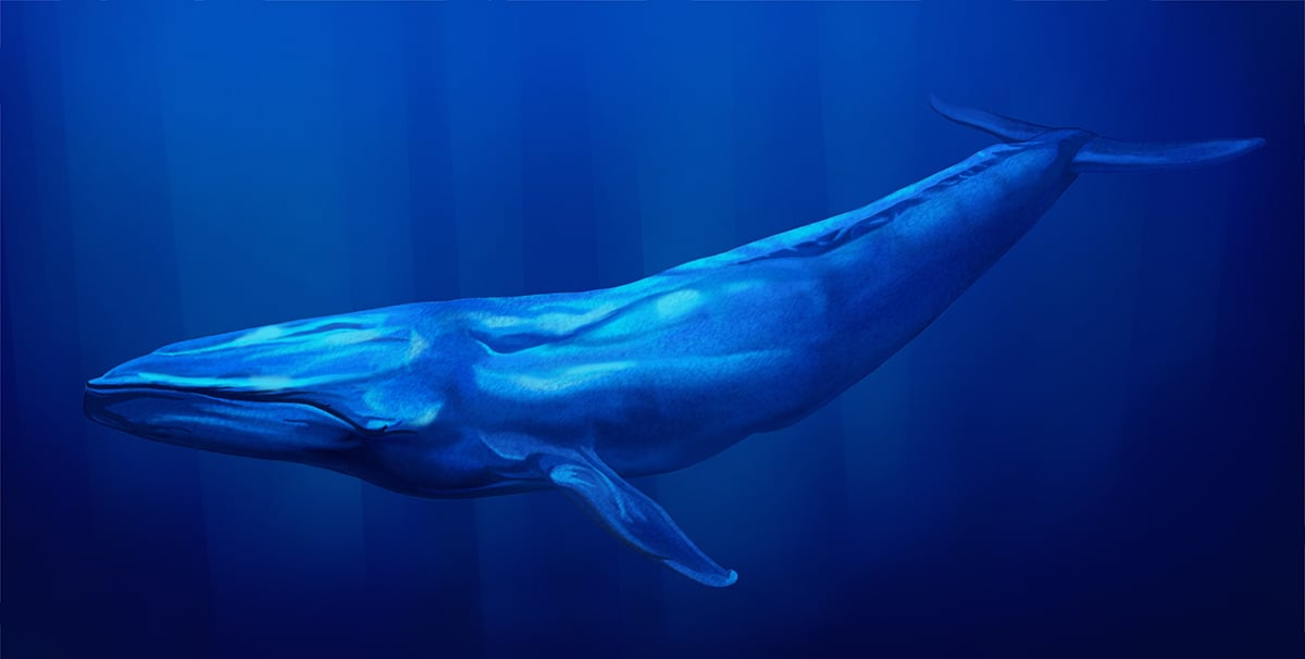 100 ballenas azules