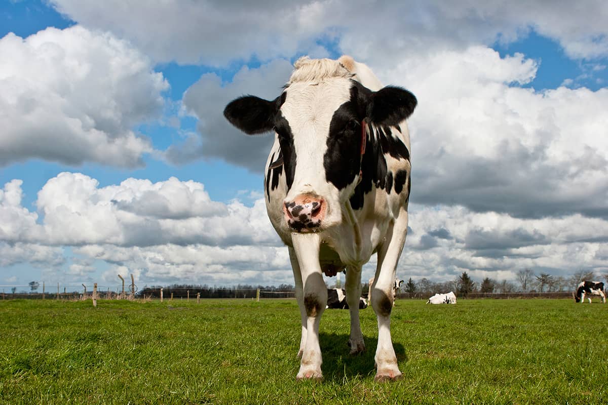 Una vaca Holstein